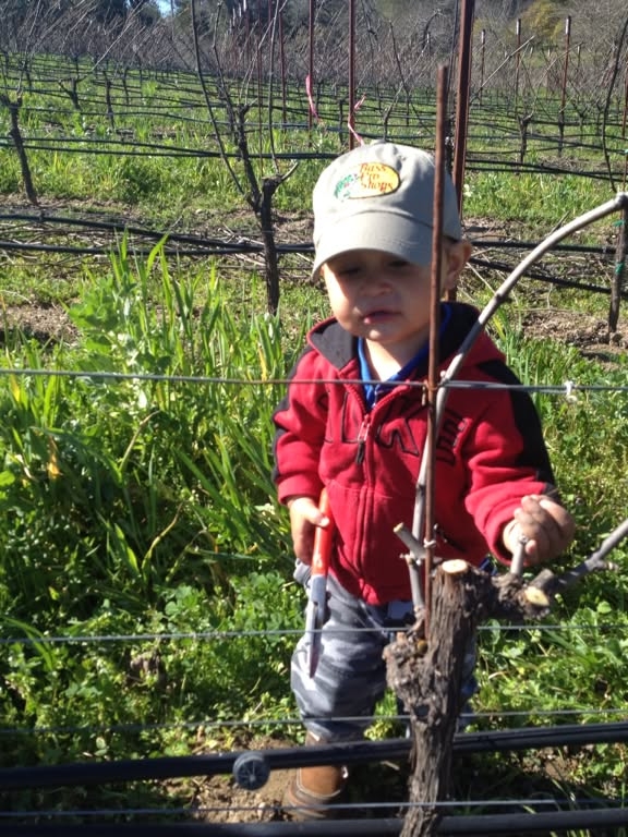 Young boy standing among the vines in winter