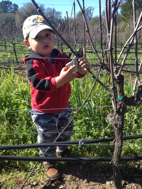 Young boy holding pruning shears in the vineyard